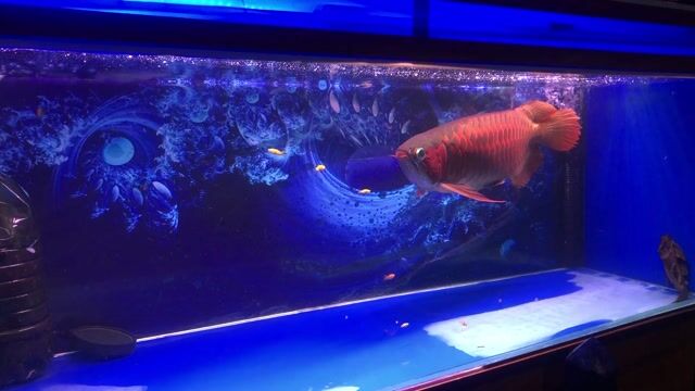 Cá huyết long 65-70 Body super red. Mua bán Thú cưng khác tại Thành phố Đà Lạt Lâm Đồng được đăng bởi Đình Hải hình 1