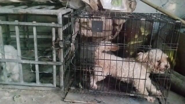 Chó Trắng Đực 1.5 tuổi. Mua bán Chó tại Thành phố Bắc Ninh Bắc Ninh được đăng bởi Ngô văn phát hình 1
