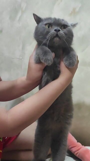 Gấp bé mèo xám cái