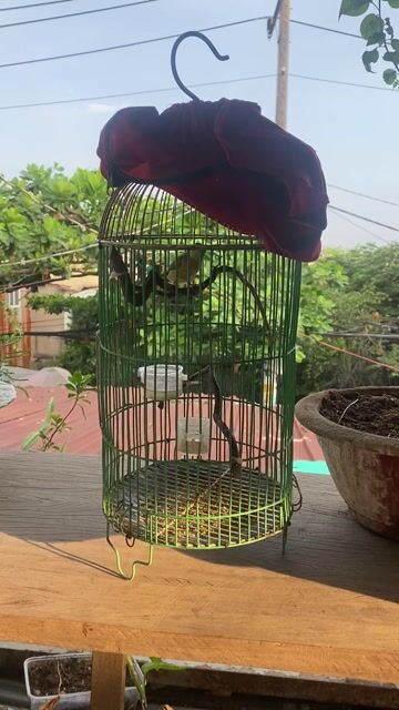 Chim Hút mật 7 màu chuyền cám cứng. Mua bán Chim tại Huyện Bình Chánh Tp Hồ Chí Minh được đăng bởi Bách hoá Bird hình 1