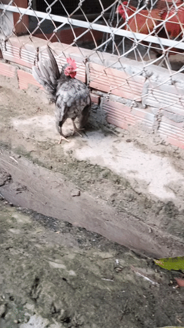 Gà Serama tam Bình . Mua bán Gà tại Huyện Tam Bình Vĩnh Long được đăng bởi phận hình 1