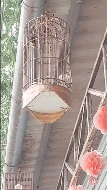bộ 5m. Mua bán Chim tại Thành phố Thủ Dầu Một Bình Dương được đăng bởi Nguyễn Trung  hình 1