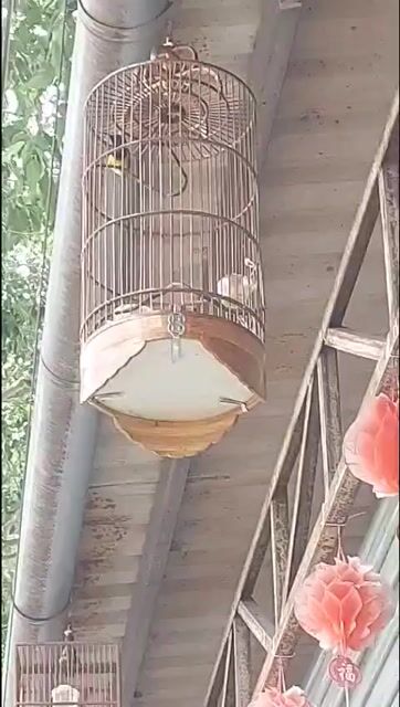 bộ 5m. Mua bán Chim tại Thành phố Thủ Dầu Một Bình Dương được đăng bởi Nguyễn Trung  hình 1
