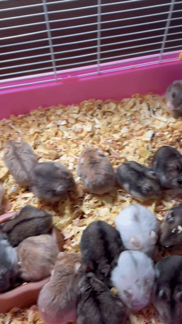 Chuột Hamster nhiều màu. Mua bán Thú cưng khác tại Quận Gò Vấp Tp Hồ Chí Minh được đăng bởi Khanh Do hình 1
