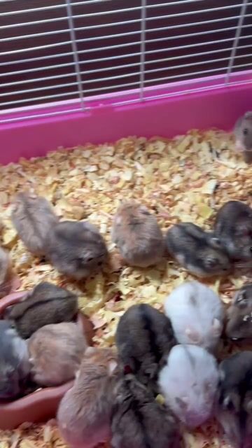 Chuột Hamster nhiều màu. Mua bán Thú cưng khác tại Quận Gò Vấp Tp Hồ Chí Minh được đăng bởi Khanh Do hình 1