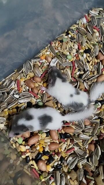 Chuột sóc Dormouse mini 2 tháng Đực Cái. Mua bán Thú cưng khác tại Huyện Hóc Môn Tp Hồ Chí Minh được đăng bởi Nguyen Duc Minh hình 1