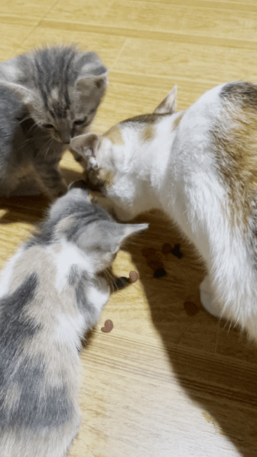 Mèo con 2 tháng tuổi Đen, xám, vàng. Mua bán Mèo tại Quận Thanh Xuân Hà Nội được đăng bởi P N Ngọc hình 1