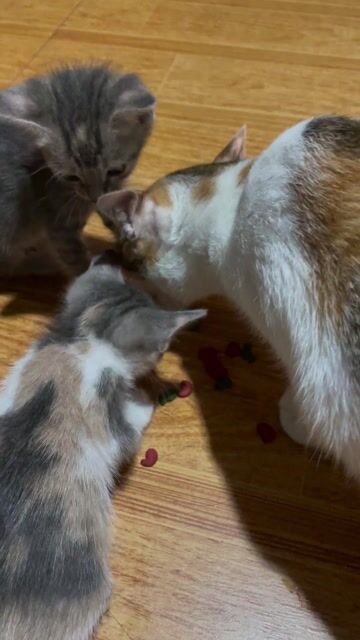 Mèo con 2 tháng tuổi Đen, xám, vàng. Mua bán Mèo tại Quận Thanh Xuân Hà Nội được đăng bởi P N Ngọc hình 1