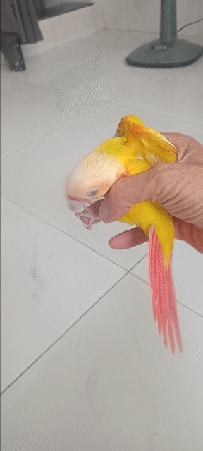 Chim Suncheek Vàng Đỏ Baby. Mua bán Chim tại Huyện Hóc Môn Tp Hồ Chí Minh được đăng bởi Như Lê hình 1