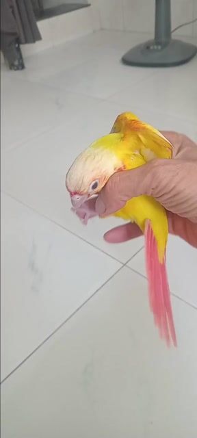 Chim Suncheek Vàng Đỏ Baby. Mua bán Chim tại Huyện Hóc Môn Tp Hồ Chí Minh được đăng bởi Như Lê hình 1