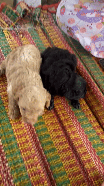 Chó Poodle lai Nhật đực. Mua bán Chó tại Thành phố Cà Mau Cà Mau được đăng bởi chim cảnh hình 1