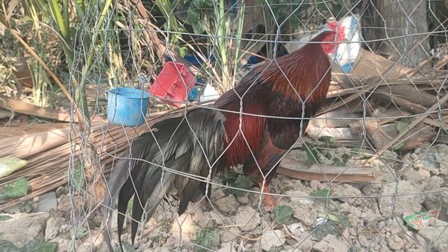 Xanh 2kg5. Mua bán Gà tại Huyện Thới Lai Cần Thơ được đăng bởi Luân TL hình 1