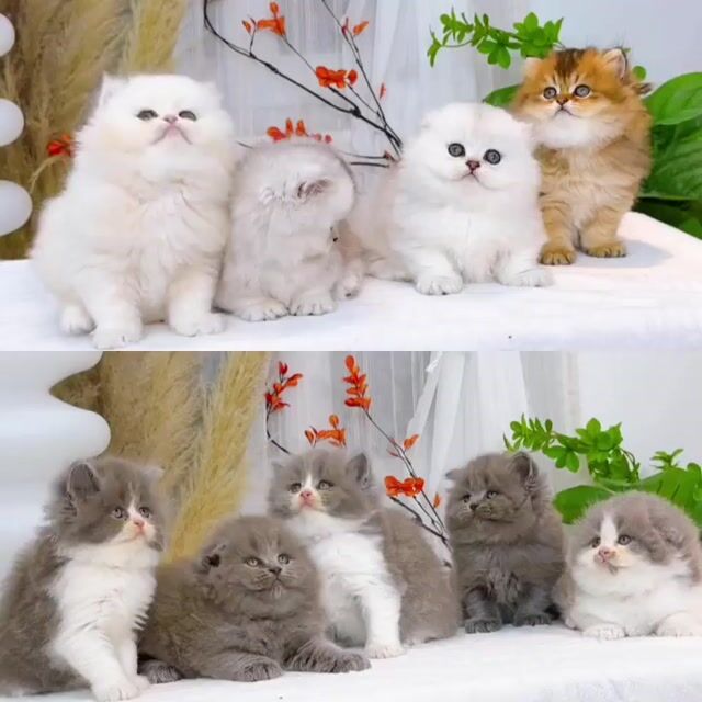 Mèo chân dài, mèo munchkin chân lùn siêu đáng yêu. Mua bán Mèo tại Thành phố Thủ Đức Tp Hồ Chí Minh được đăng bởi Âu Minh Huy hình 1