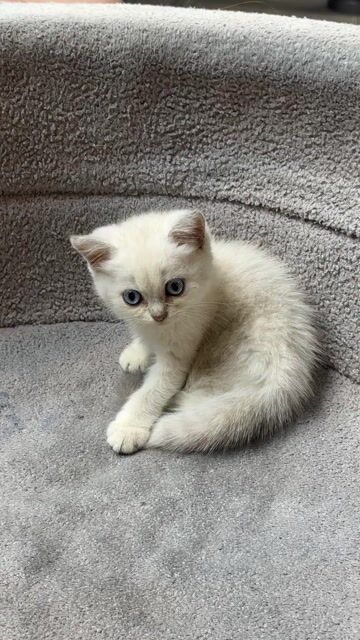 Mèo ALN Thuần Trắng Xám. Mua bán Mèo tại Quận Tân Phú Tp Hồ Chí Minh được đăng bởi Nganle hình 1
