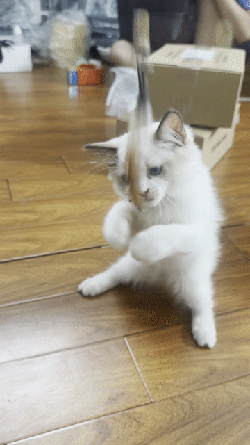 ragdoll mẹ ssvn bố có giấy nhâp đã tiêm mũi 1. Mua bán Mèo tại Quận Thanh Xuân Hà Nội được đăng bởi nguyen minh hang hình 1