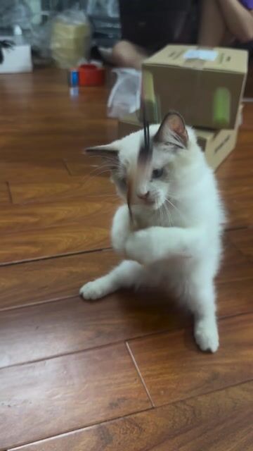 ragdoll mẹ ssvn bố có giấy nhâp đã tiêm mũi 1. Mua bán Mèo tại Quận Thanh Xuân Hà Nội được đăng bởi nguyen minh hang hình 1