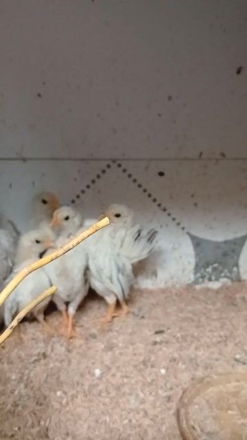 Gà Serama tí hon. Mua bán Gà tại Thành phố Trà Vinh Trà Vinh được đăng bởi Sơn hình 1