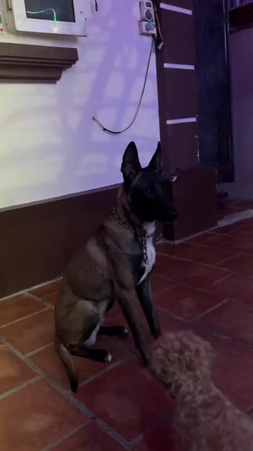 Chó Malinois nâu đen dưới 1 năm. Mua bán Chó tại Huyện Thạch Thất Hà Nội được đăng bởi Kim Oanh hình 1