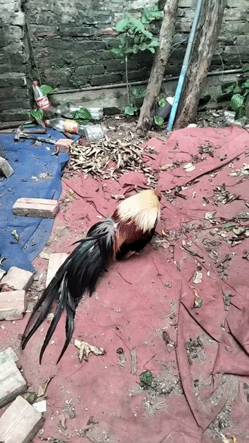 Gà cảnh trống Đen, vàng. Mua bán Gà tại Huyện Thanh Trì Hà Nội được đăng bởi Thủy Nguyễn hình 1