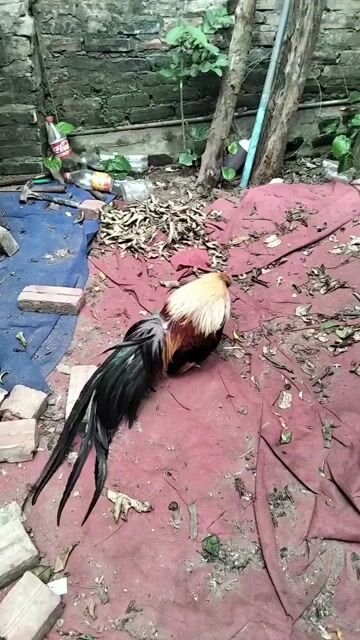 Gà cảnh trống Đen, vàng. Mua bán Gà tại Huyện Thanh Trì Hà Nội được đăng bởi Thủy Nguyễn hình 1