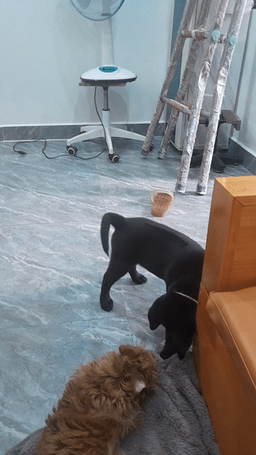 Chó Phú Quốc Đen 4kg. Mua bán Chó tại Huyện An Dương Hải Phòng được đăng bởi Trần vĩ hình 1
