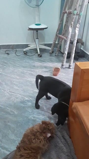 Chó Phú Quốc Đen 4kg. Mua bán Chó tại Huyện An Dương Hải Phòng được đăng bởi Trần vĩ hình 1
