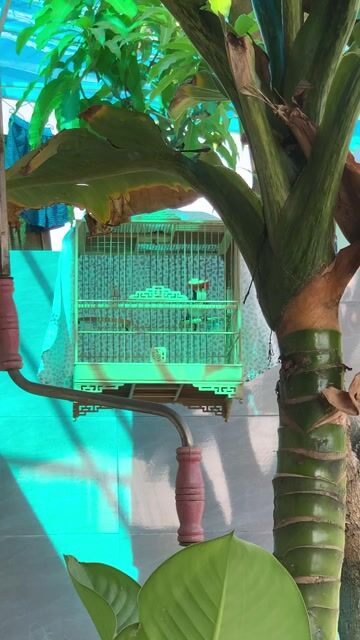 combo tuỳ chọn. Mua bán Chim tại Quận Liên Chiểu Đà Nẵng được đăng bởi nguyễn phước sang hình 1