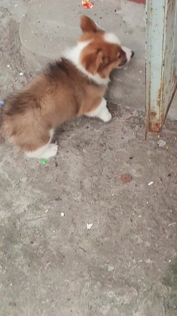 Chó Corgi cái 2 tháng Nâu trắng. Mua bán Chó tại Quận Hoàng Mai Hà Nội được đăng bởi PPKD hình 1