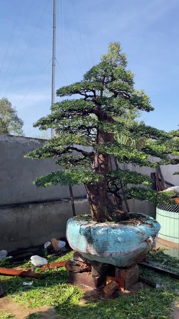 Cây cảnh Bonsai Tùng la hán. Mua bán Cây cảnh, đồ trang trí tại Huyện Cai Lậy Tiền Giang được đăng bởi Vạn phúc Garden hình 1