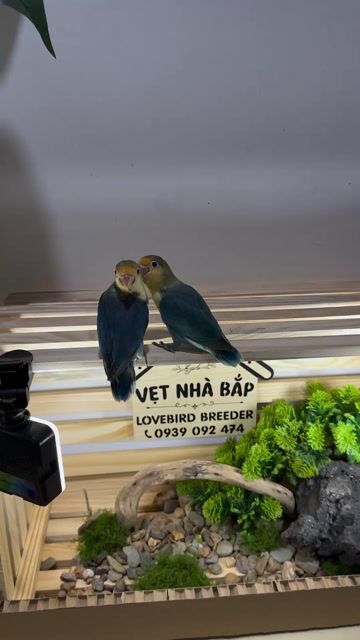 Vẹt lovebird Xanh Vàng Đang tập ăn. Mua bán Chim tại Quận Gò Vấp Tp Hồ Chí Minh được đăng bởi Võ thị tố nhi hình 1