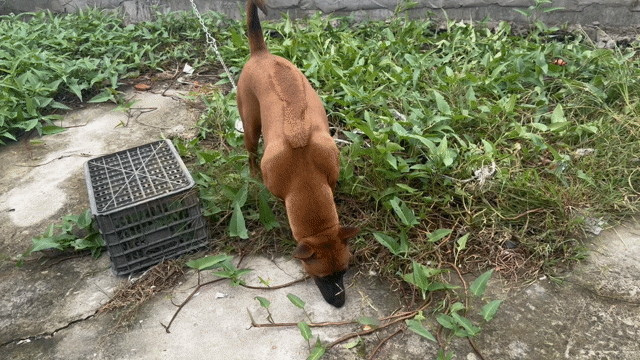 Chó Xoáy Thái Cái 1.5 tuổi 30kg Nâu. Mua bán Chó tại Huyện Cần Giuộc Long An được đăng bởi Ngo huu thien hình 1