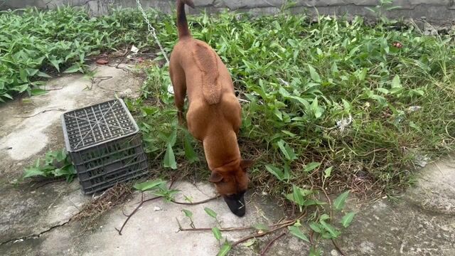 Chó Xoáy Thái Cái 1.5 tuổi 30kg Nâu. Mua bán Chó tại Huyện Cần Giuộc Long An được đăng bởi Ngo huu thien hình 1