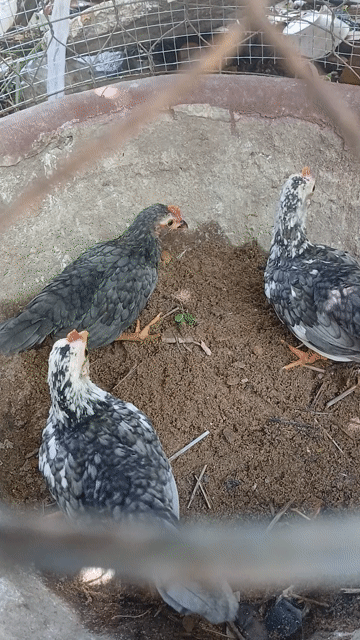 Gà cọc xám 3 tháng. Mua bán Gà tại Quận Bình Thuỷ Cần Thơ được đăng bởi Trần Văn Tuấn hình 1