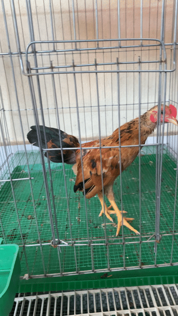 Gà Tre Bắc Đà Nẵng. Mua bán Gà tại Quận Liên Chiểu Đà Nẵng được đăng bởi dũng hình 1
