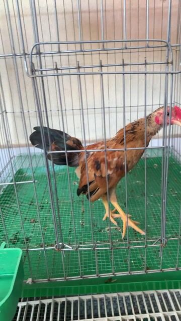 Gà Tre Bắc Đà Nẵng. Mua bán Gà tại Quận Liên Chiểu Đà Nẵng được đăng bởi dũng hình 1