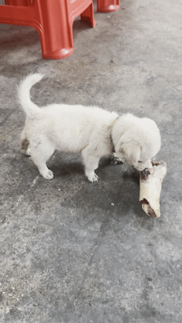 bé chihuahua lai 1,5 tháng đã sổ giun. Mua bán Chó tại Thành phố Thủ Dầu Một Bình Dương được đăng bởi phú hình 1