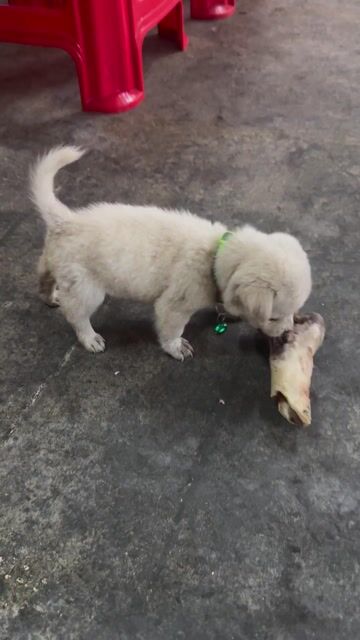 bé chihuahua lai 1,5 tháng đã sổ giun. Mua bán Chó tại Thành phố Thủ Dầu Một Bình Dương được đăng bởi phú hình 1