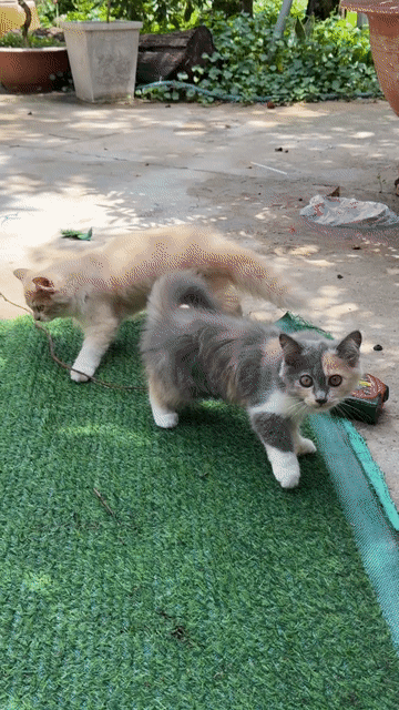 Mèo Anh lông dài cái Tam thể. Mua bán Mèo tại Huyện Trảng Bàng Tây Ninh được đăng bởi Trang Nguyễn hình 1