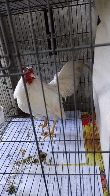 Thanh lý tre bắc nhạn . Mua bán Gà tại Quận Gò Vấp Tp Hồ Chí Minh được đăng bởi Đức phúc hình 1