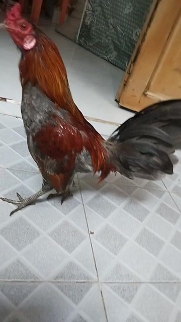 Gà tre Lai Mỹ Xám điều Đực. Mua bán Gà tại Quận 8 Tp Hồ Chí Minh được đăng bởi đại  hình 1