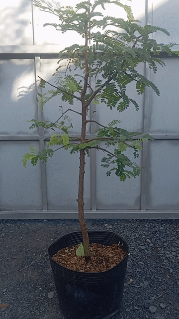 Cây ăn quả Me thái ngọt đọt đỏ. Mua bán Cây cảnh, đồ trang trí tại Huyện Củ Chi Tp Hồ Chí Minh được đăng bởi LT hình 1