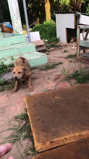 Chó con màu Nâu đã tiêm phòng. Mua bán Chó tại Huyện Long Hồ Vĩnh Long được đăng bởi Khanh trần hình 1
