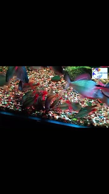 Thè be viền vàng. Mua bán Thú cưng khác tại Huyện Thanh Trì Hà Nội được đăng bởi Cường Nguyễn hình 1