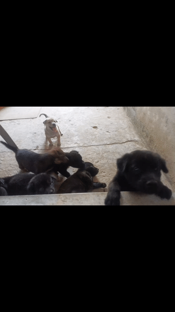 Chó con Đen Nâu cả hai. Mua bán Chó tại Thành phố Sóc Trăng Sóc Trăng được đăng bởi Hoàng Yến  hình 1