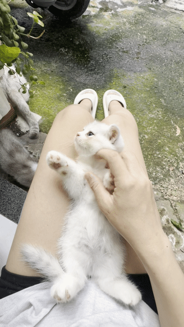 Mèo ALN thuần chủng 2 tháng nhiều màu. Mua bán Mèo tại Quận Bình Tân Tp Hồ Chí Minh được đăng bởi Nhung Nguyễn hình 1