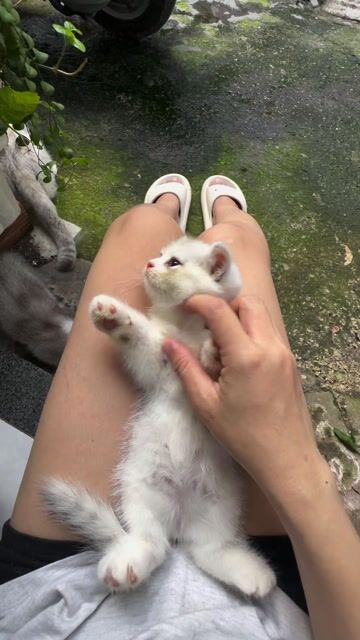Mèo ALN thuần chủng 2 tháng nhiều màu. Mua bán Mèo tại Quận Bình Tân Tp Hồ Chí Minh được đăng bởi Nhung Nguyễn hình 1