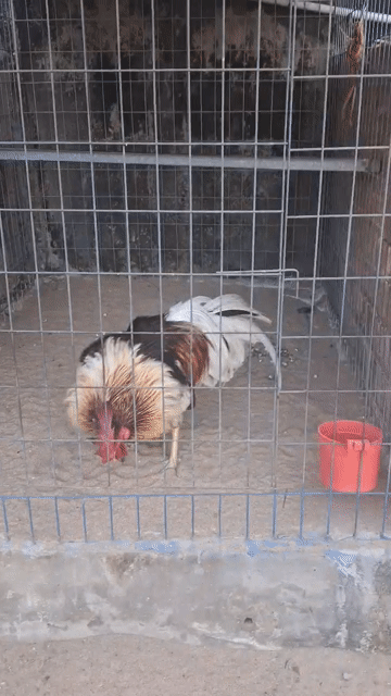 Gà cảnh khỏe mạnh. Mua bán Gà tại Huyện Bình Chánh Tp Hồ Chí Minh được đăng bởi thanh duy hình 1