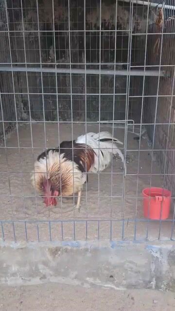 Gà cảnh khỏe mạnh. Mua bán Gà tại Huyện Bình Chánh Tp Hồ Chí Minh được đăng bởi thanh duy hình 1