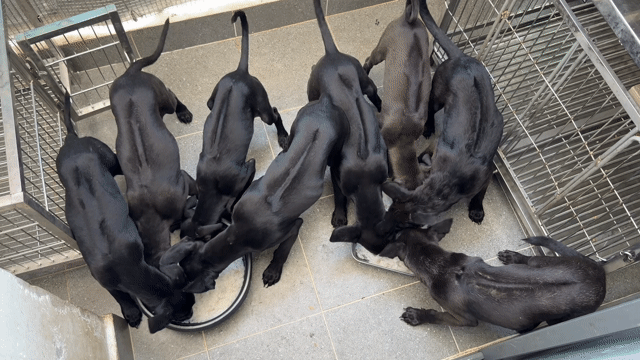 Chó phú quốc đen tuyền thuần chủng. Mua bán Chó tại Quận 12 Tp Hồ Chí Minh được đăng bởi QB SHOP PETS hình 1