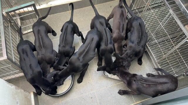 Chó phú quốc đen tuyền thuần chủng. Mua bán Chó tại Quận 12 Tp Hồ Chí Minh được đăng bởi QB SHOP PETS hình 1